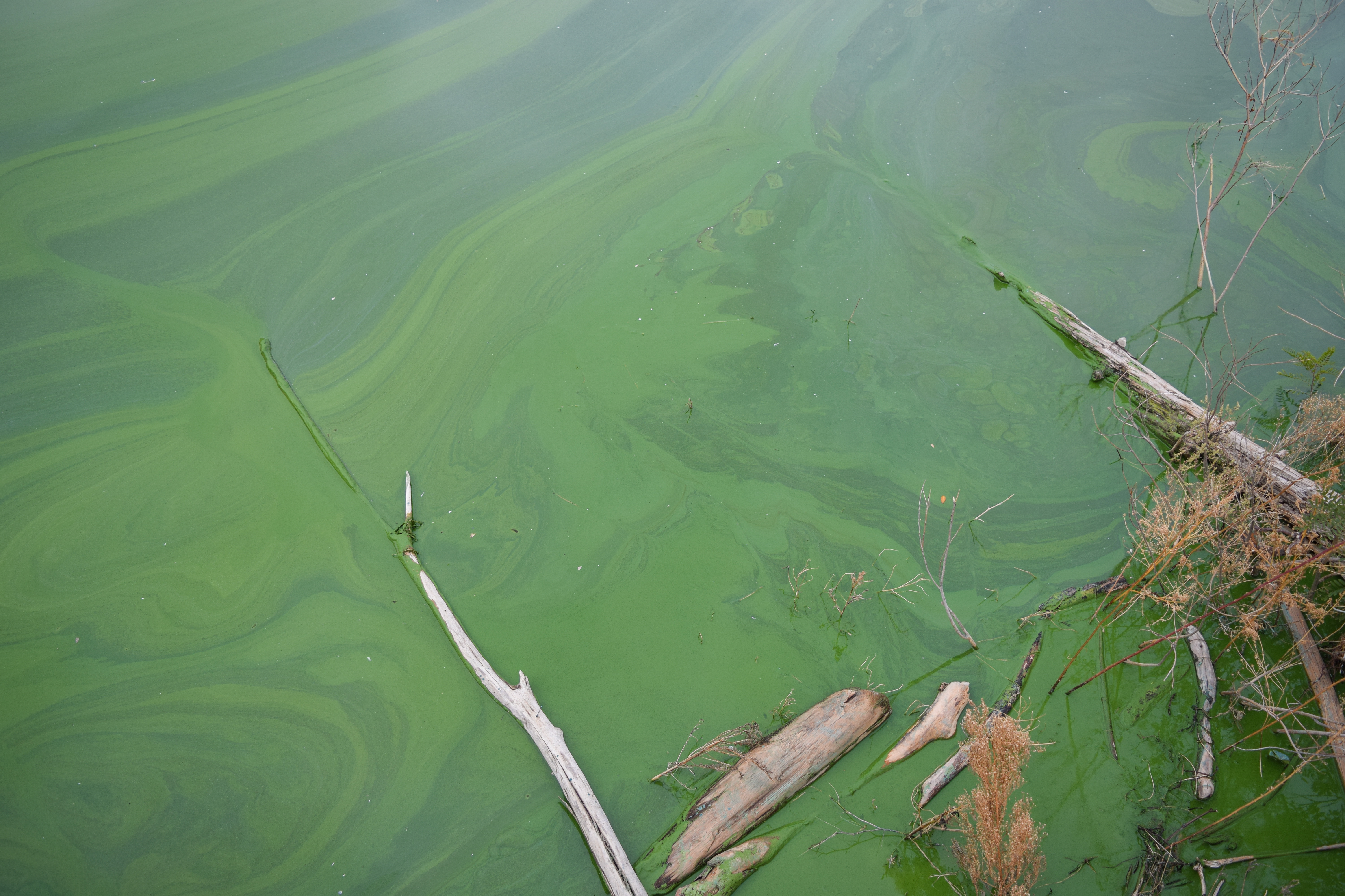 Algal Bloom Picture