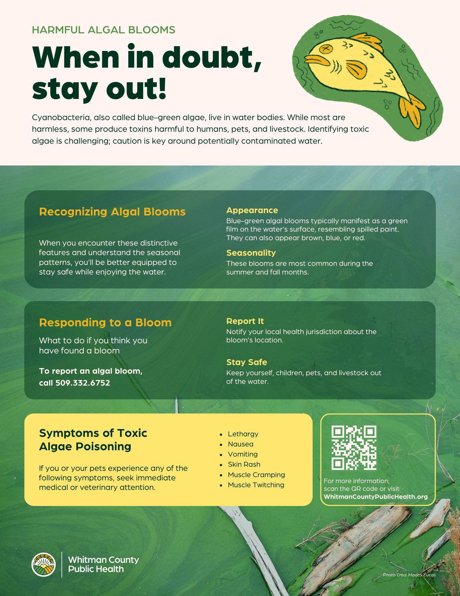 Harmful Algal Blooms flyer