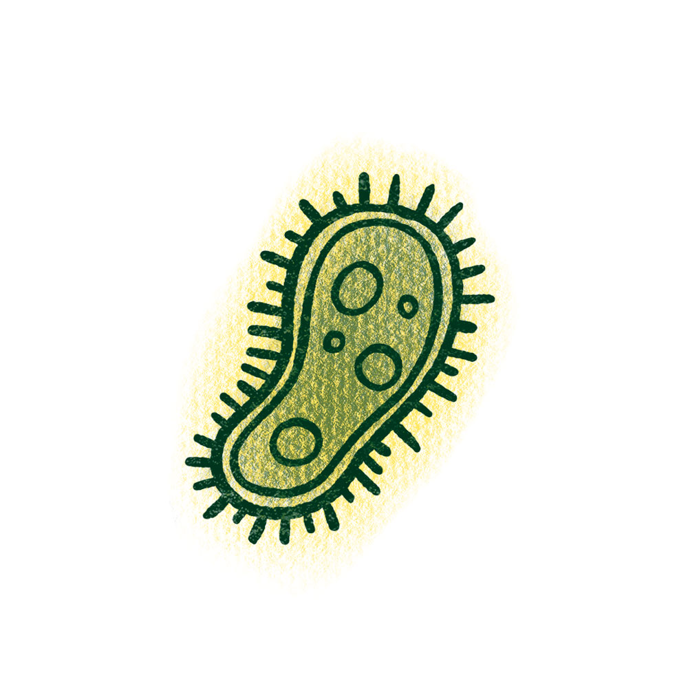 bacteria image